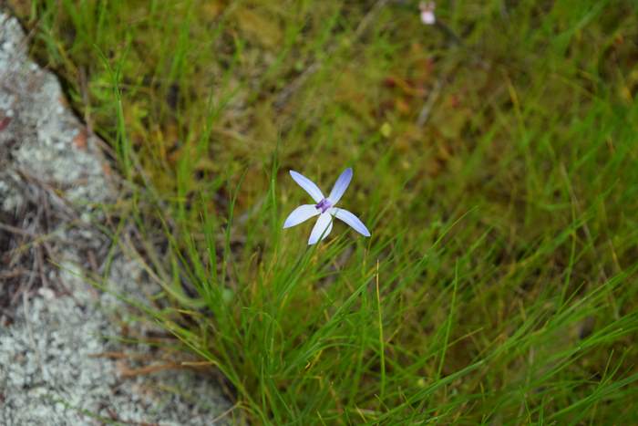 Cyanicula - Orchid-blue-fairy-3-Orchid-Ridge-Sep-2018p0001.JPG